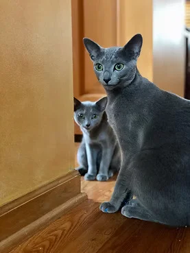 resources image reference